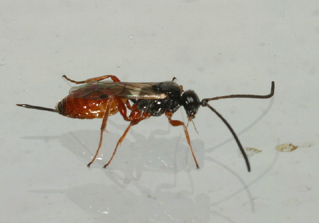   Ichneumonidae