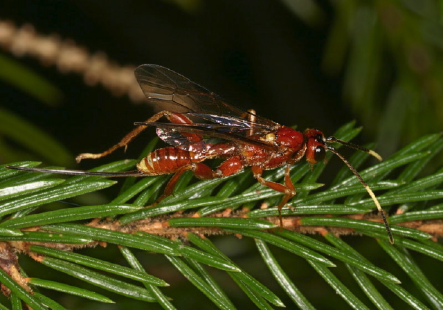   Ichneumonidae