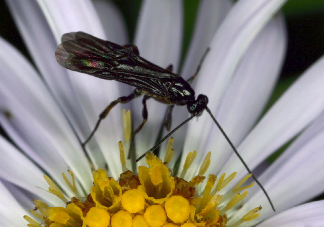   Braconidae