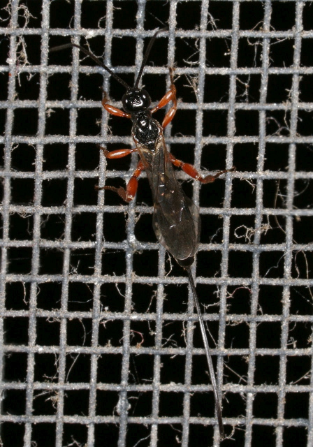   Braconidae