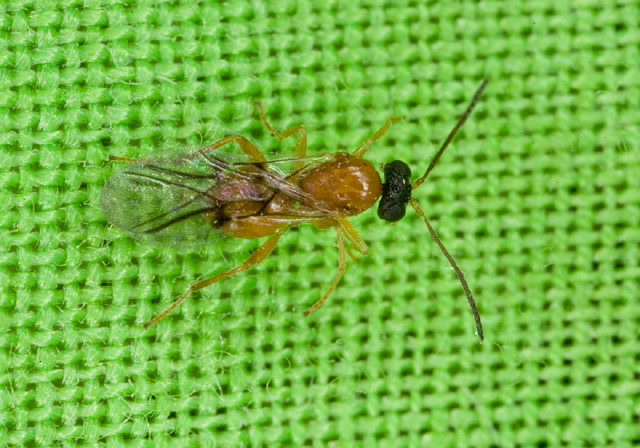   Braconidae