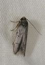 moth1785