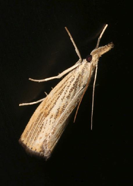 Agriphila vulgivagella Crambidae