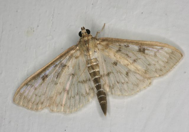 Herpetogramma thestialis? Crambidae