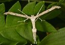 oidaematophorus_eupat_35d90