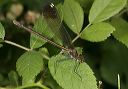 river_jewelwing_9308