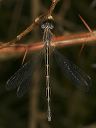 spotted_spreadwing369