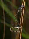 spotted_spreadwing866
