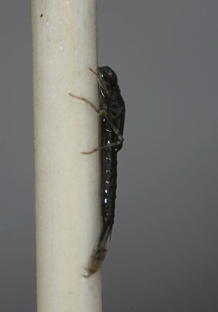 Enallagma sp.? Coenagrionidae