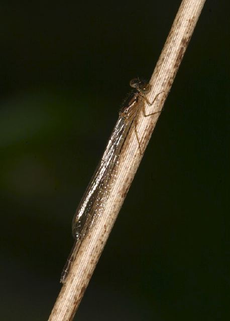 Ischnura posita Coenagrionidae