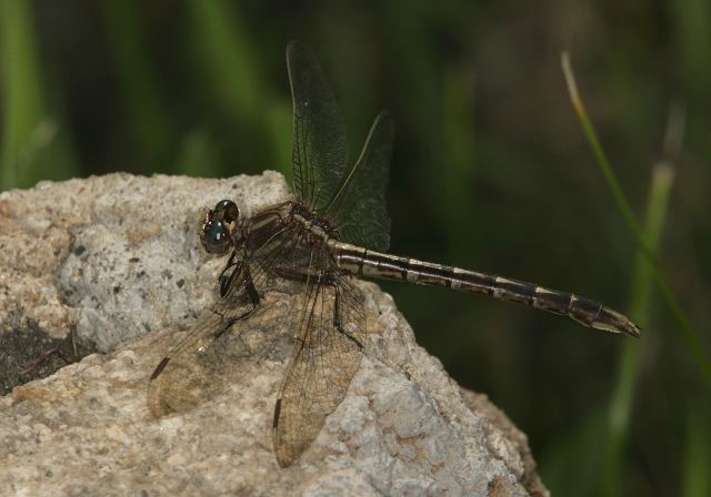 Gomphus lividus Gomphidae