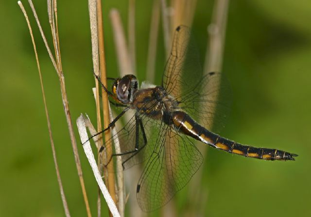 Epitheca cynosura Corduliidae