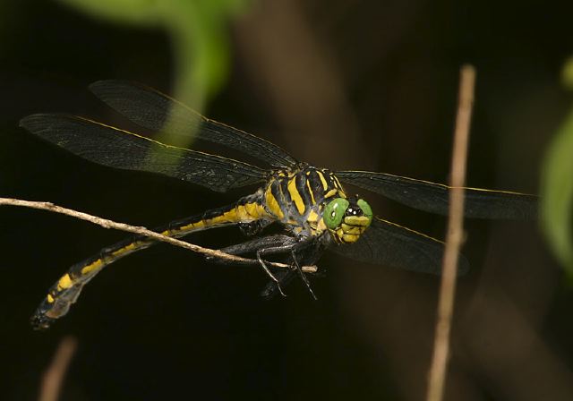 Hagenius brevistylus Gomphidae