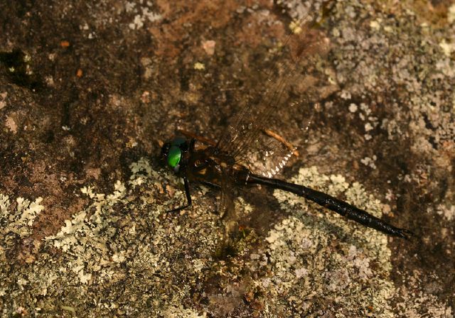 Somatochlora forcipata Corduliidae