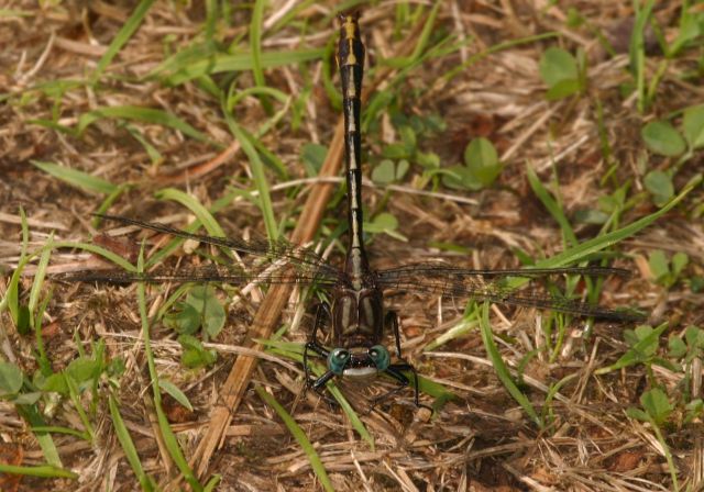 Gomphus sp. Gomphidae