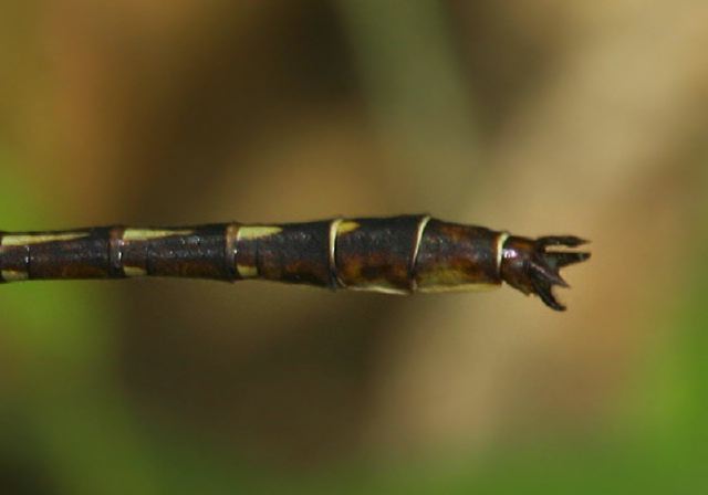 Gomphus lividus Gomphidae