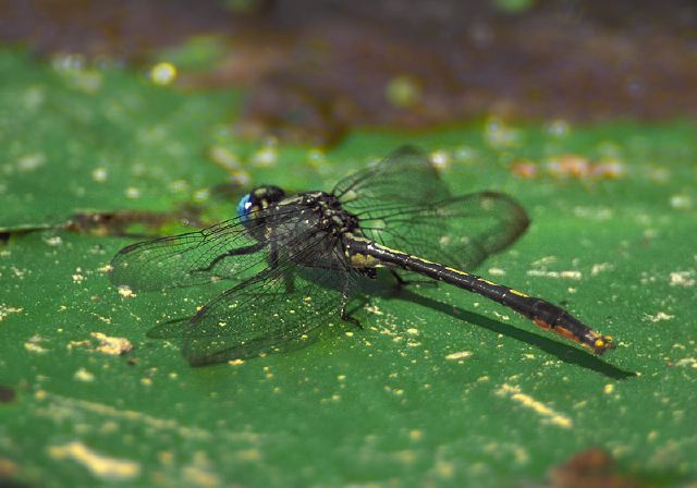 Arigomphus furcifer Gomphidae