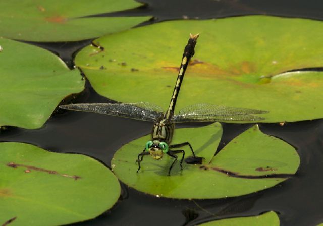 Arigomphus villosipes Gomphidae