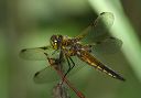 four-spotted_skimmer231