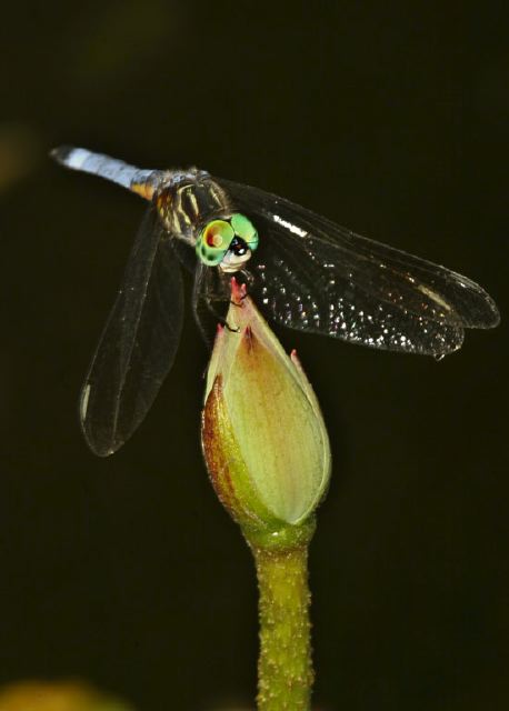 Pachydiplax longipennis Libellulidae