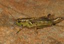 two-striped_grasshopper285