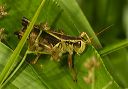 two-striped_grasshopper361