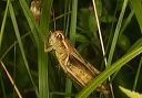 two-striped_grasshopper939
