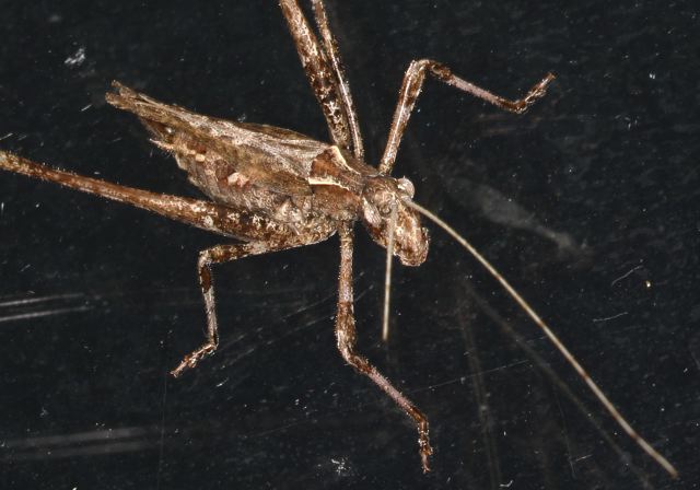 Brachyinsara hemiptera Tettigoniidae