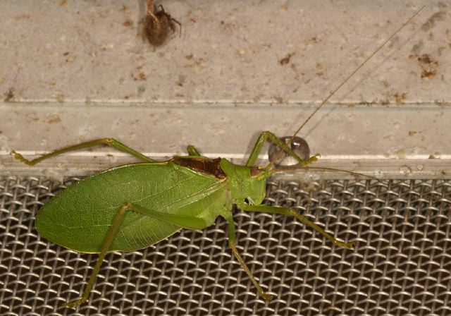 Pterophylla camellifolia Tettigoniidae