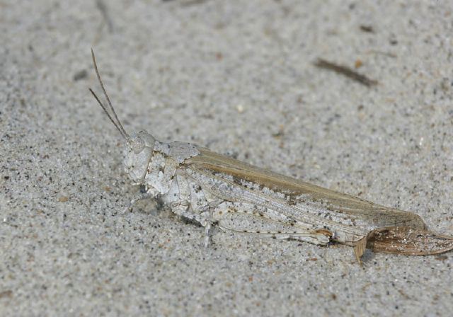 Trimerotropis maritima Acrididae