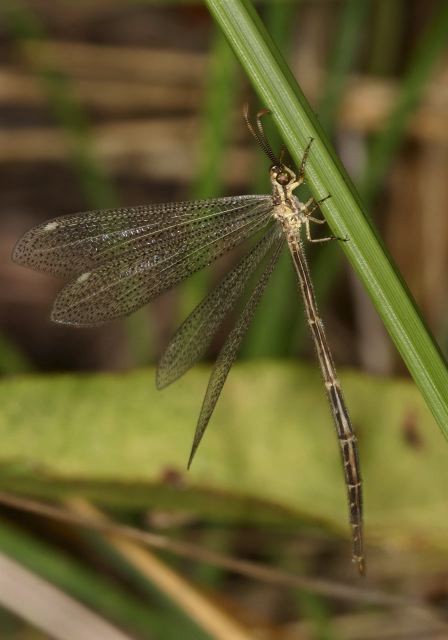 Brachynemurus abdominalis Myrmeleontidae