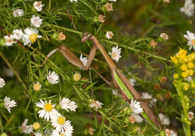 Tenodera aridifolia Mantidae