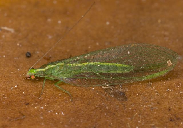 Chrysoperla sp. Chrysopidae