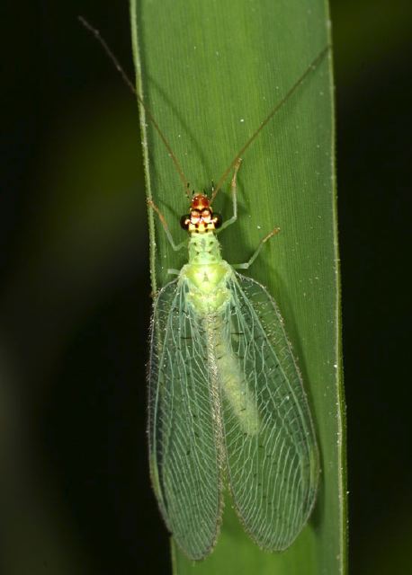 Chrysopa ornata Chrysopidae