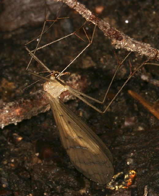 Bittacus sp. Bittacidae