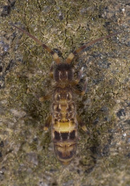 Orchesella cincta Entomobryidae