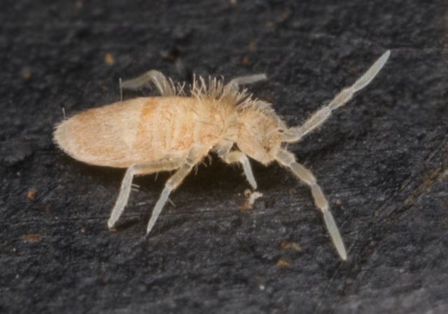 Sinella curviseta Entomobryidae