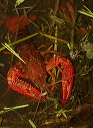 crayfish974