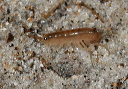 crustacean5194