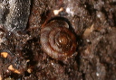 snail_7069