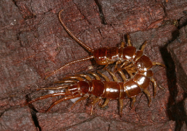   Lithobiidae