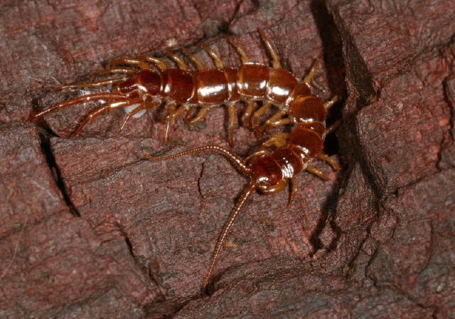   Lithobiidae