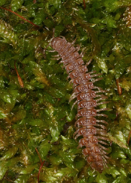 Polydesmus Polydesmidae