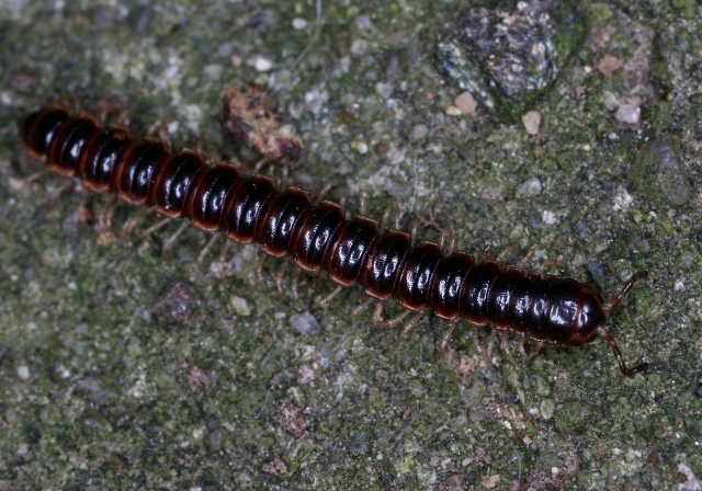 Oxidus gracilis Paradoxosomatidae