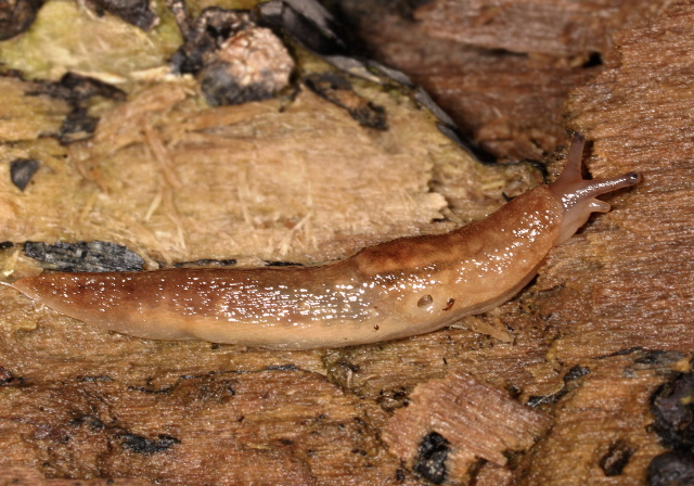 Lehmannia valentiana Limacidae