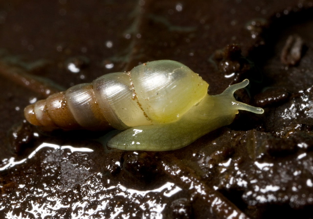 Allopeas gracile? Subulinidae