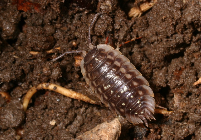 Oniscus asellus Oniscidae