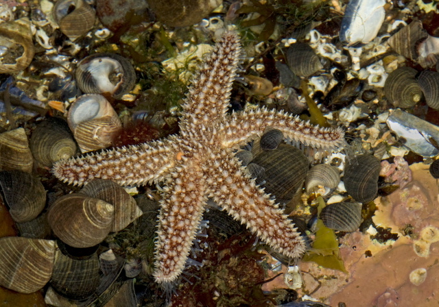 Asterias forbesi? Asteriidae