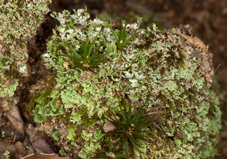 Cladonia sp.? Cladoniaceae