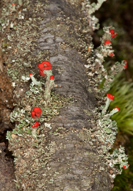 Cladonia sp.? Cladoniaceae